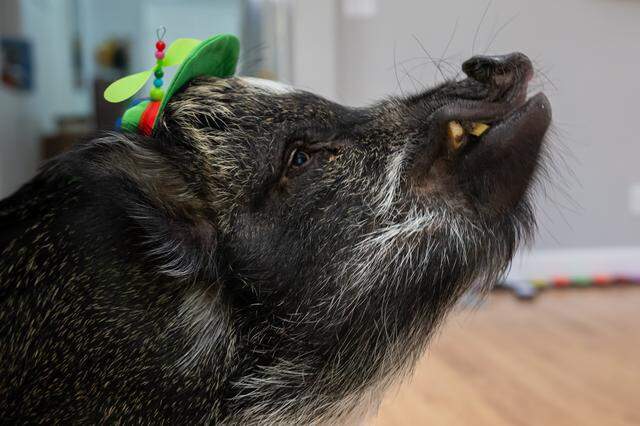 Merlin, a miniature potbellied pig, stands at home in Sacramento on Thursday, April 2, 2026. Merlin recently earned a Guinness World Record for having the most Instagram followers of any pig.