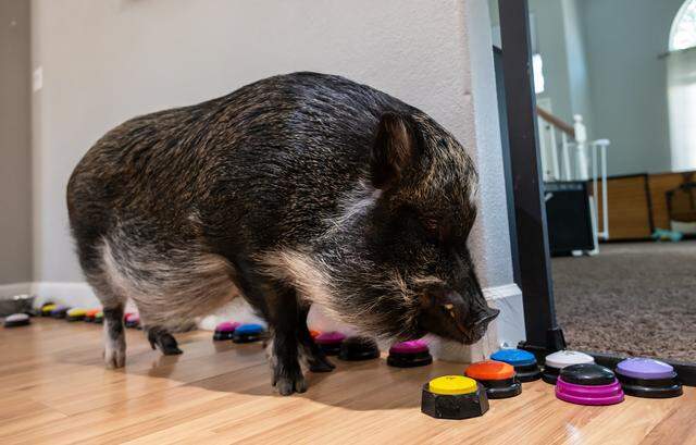 Merlin, a miniature potbellied pig, poses at home in Sacramento on Thursday, April 2, 2026. Merlin recently earned a Guinness World Record for having the most Instagram followers of any pig and uses buttons to communicate with his owner, Mina Alali, to request food or express his feelings.