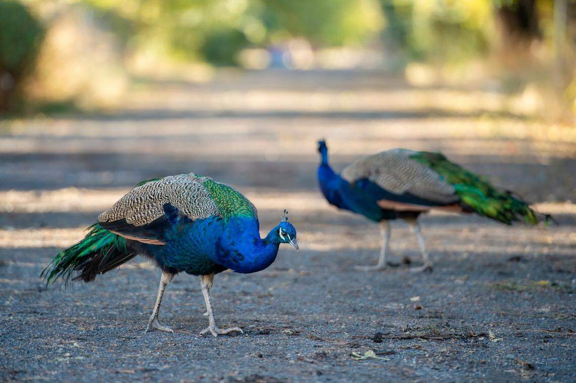Peacocks look for food on Camp Pollock Road outside Camp Pollock in Sacramento in 2021.