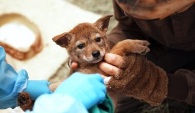 Rescued coyote from San Diego County finds new home in Virginia – NBC 7 San Diego