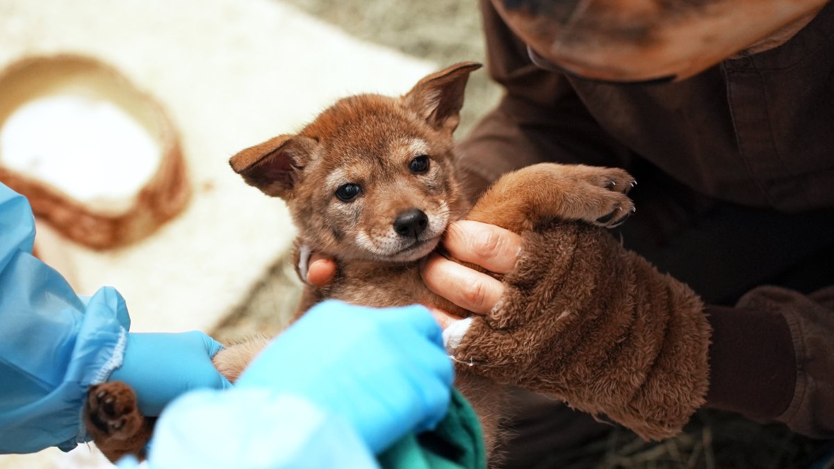 Rescued coyote from San Diego County finds new home in Virginia – NBC 7 San Diego