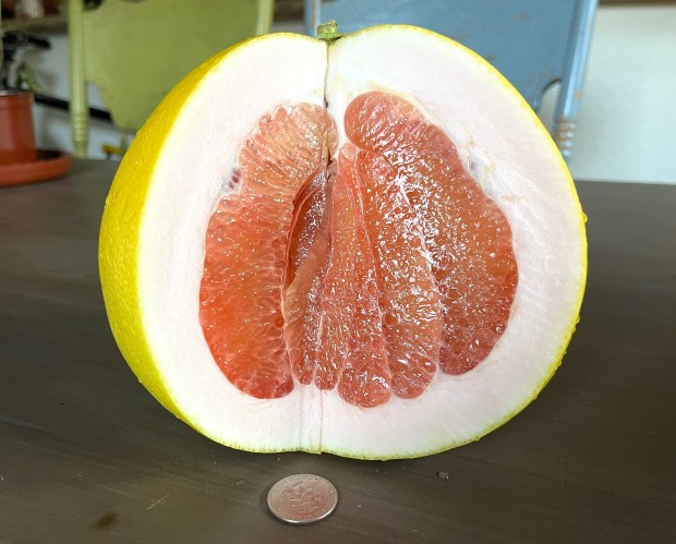 Assorted items bought from the 99 Ranch Market in Richmond, Calif. (John Metcalfe/Bay Area News Group)