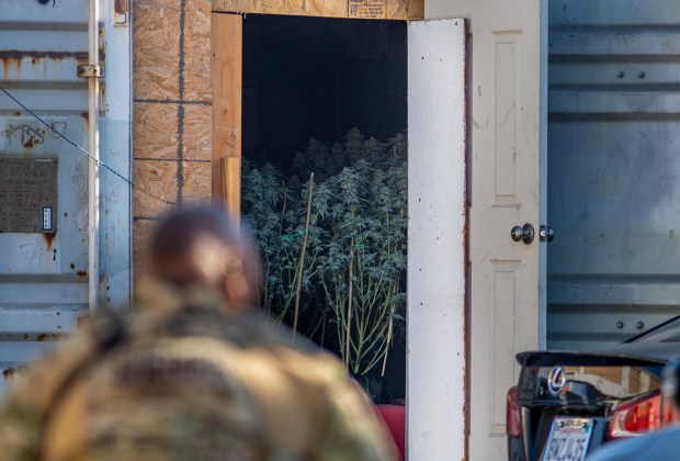 Alameda County Sheriffs search a warehouse on the 800 block of 77th Avenue in East Oakland as part of a two-day series of county-wide raids of an illegal marijuana operation in the Bay Area on Wednesday, September 29, 2021. ÊThe 18 month investigation, that also involved the Alameda County Narcotics Force, seized up to $42 million worth of plants and millions of dollars in cash according to authorities. (Dylan Bouscher/Bay Area News Group)