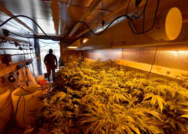 A San Bernardino County Sheriff's deputy with Operation Hammer Strike, a special team formed to combat illegal marijuana cultivation in the High Desert, enters a shipping container containing 218 growing marijuana plants outside a home in Twentynine Palms in 2021. (Photo by Will Lester, Inland Valley Daily Bulletin/SCNG)