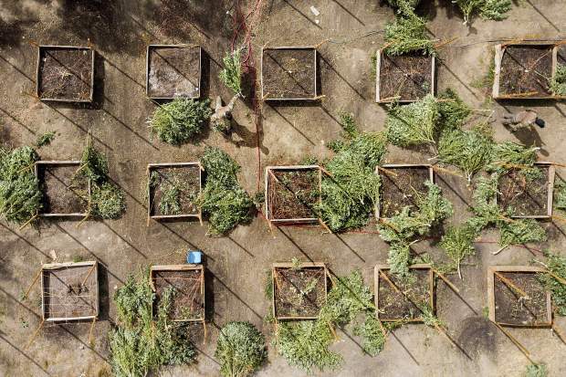 In this Sept. 29, 2017 photo, sheriff's deputies seize marijuana from a growing operation in unincorporated Calaveras County, Calif. Calaveras County Sheriff Rick DiBasilio says he has his hands full cracking down on thousands of illegal farms in a county that has legalized cultivation for medicinal use. (AP Photo/Noah Berger)
