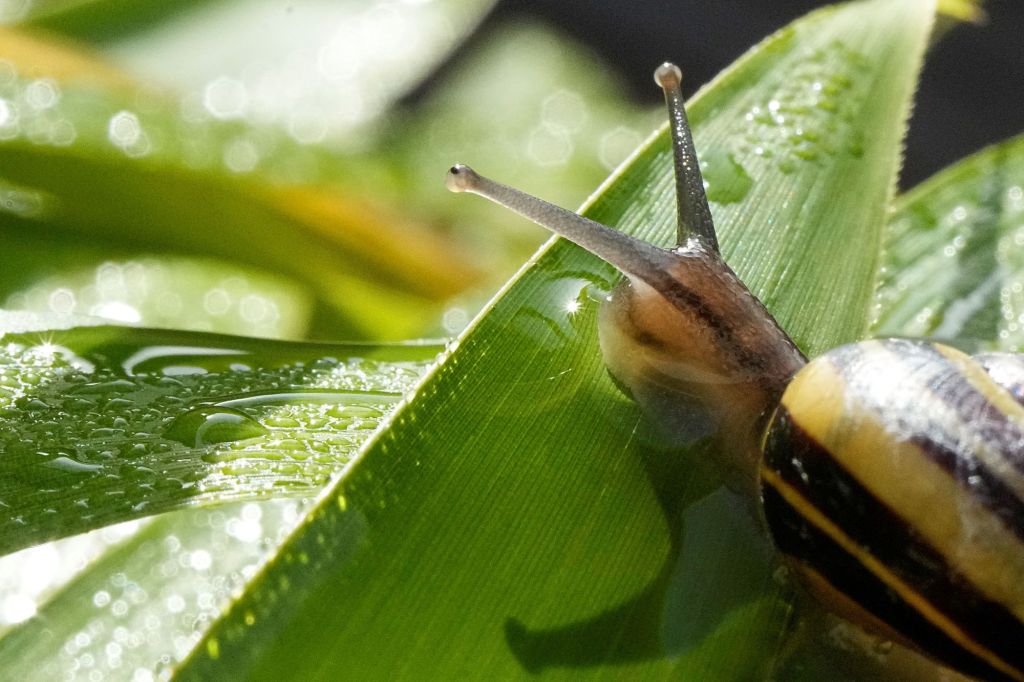 What’s causing a dearth of snails in an Oakland garden? – Marin Independent Journal