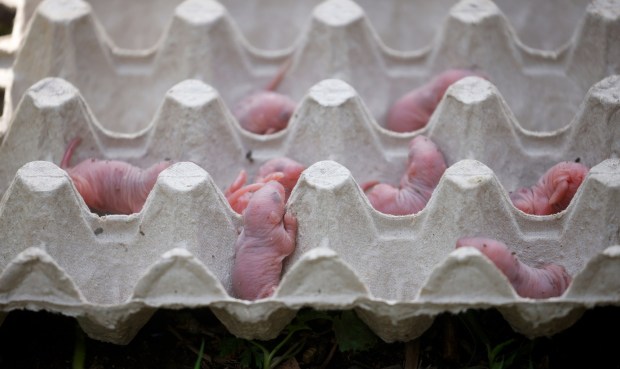 Newly-born rats lay in an egg carton in the homeless encampment known as the Jungle in San Jose, Calif., on Wednesday, April 15, 2026. A San Jose Animal Care & Services worker took the animals. (Nhat V. Meyer/Bay Area News Group)
