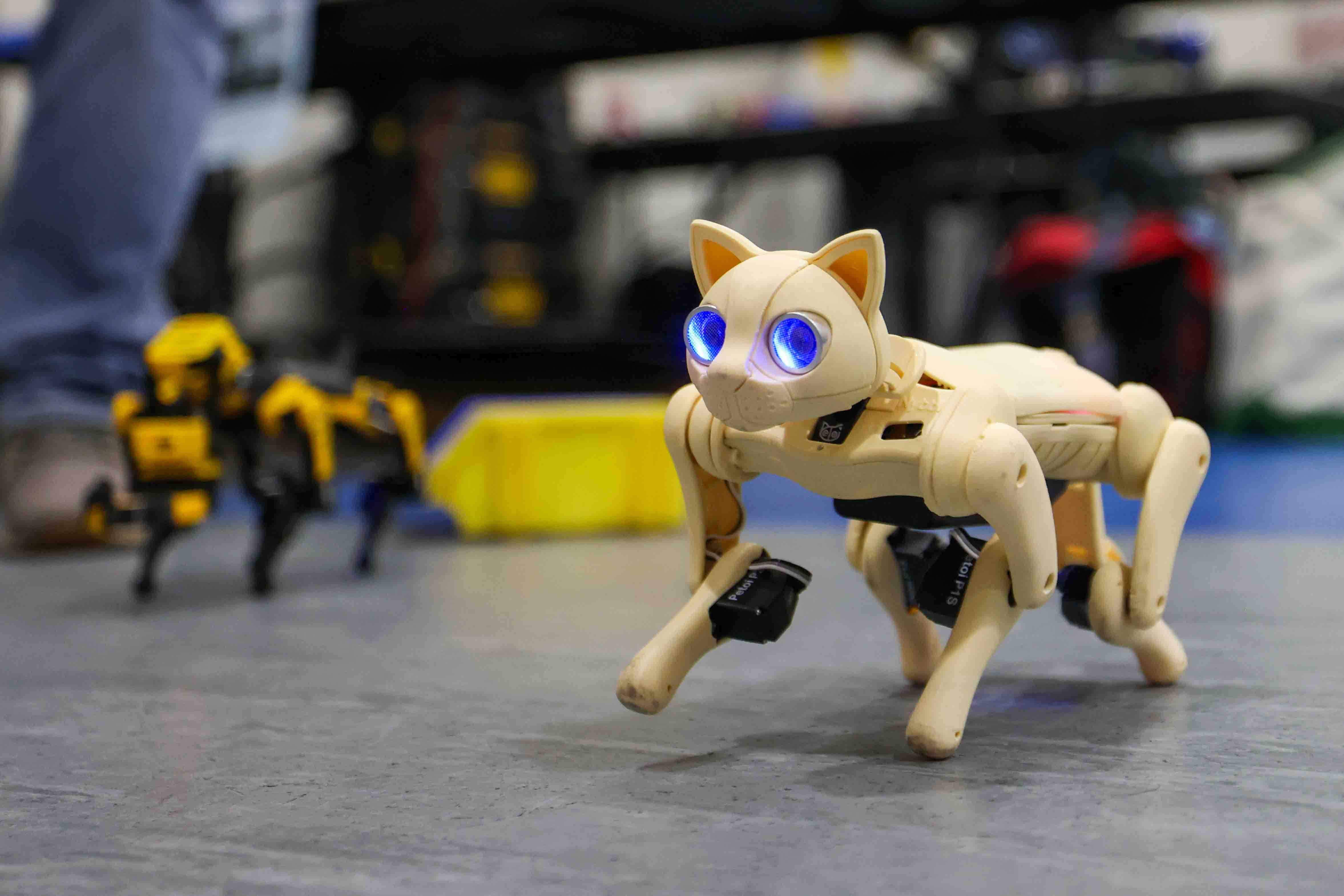 The Nybble robot cat, designed by Petoi robots, moves on...