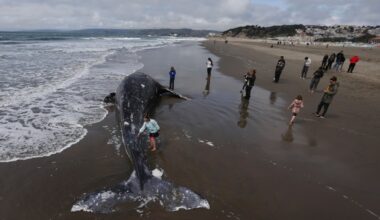 Rep. Liccardo introduces bill to implement ‘whale desk’ in San Francisco Bay – The Mercury News