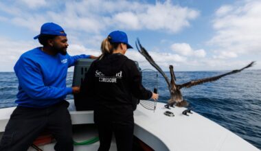 SeaWorld fielding uptick in rescue calls for sick seabirds. ‘They’re extremely skinny.’ – San Diego Union-Tribune
