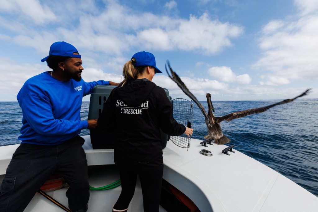 SeaWorld fielding uptick in rescue calls for sick seabirds. ‘They’re extremely skinny.’ – San Diego Union-Tribune