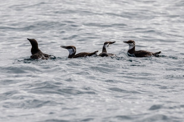 The four common murres that were released into the ocean after spending a little over a month in SeaWorld's care on Wednesday, April 15, 2026. (Kristian Carreon / The San Diego Union-Tribune)