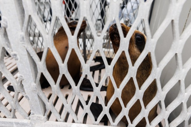 Two sea lions on Wednesday, April 15, 2026. (Kristian Carreon / The San Diego Union-Tribune)