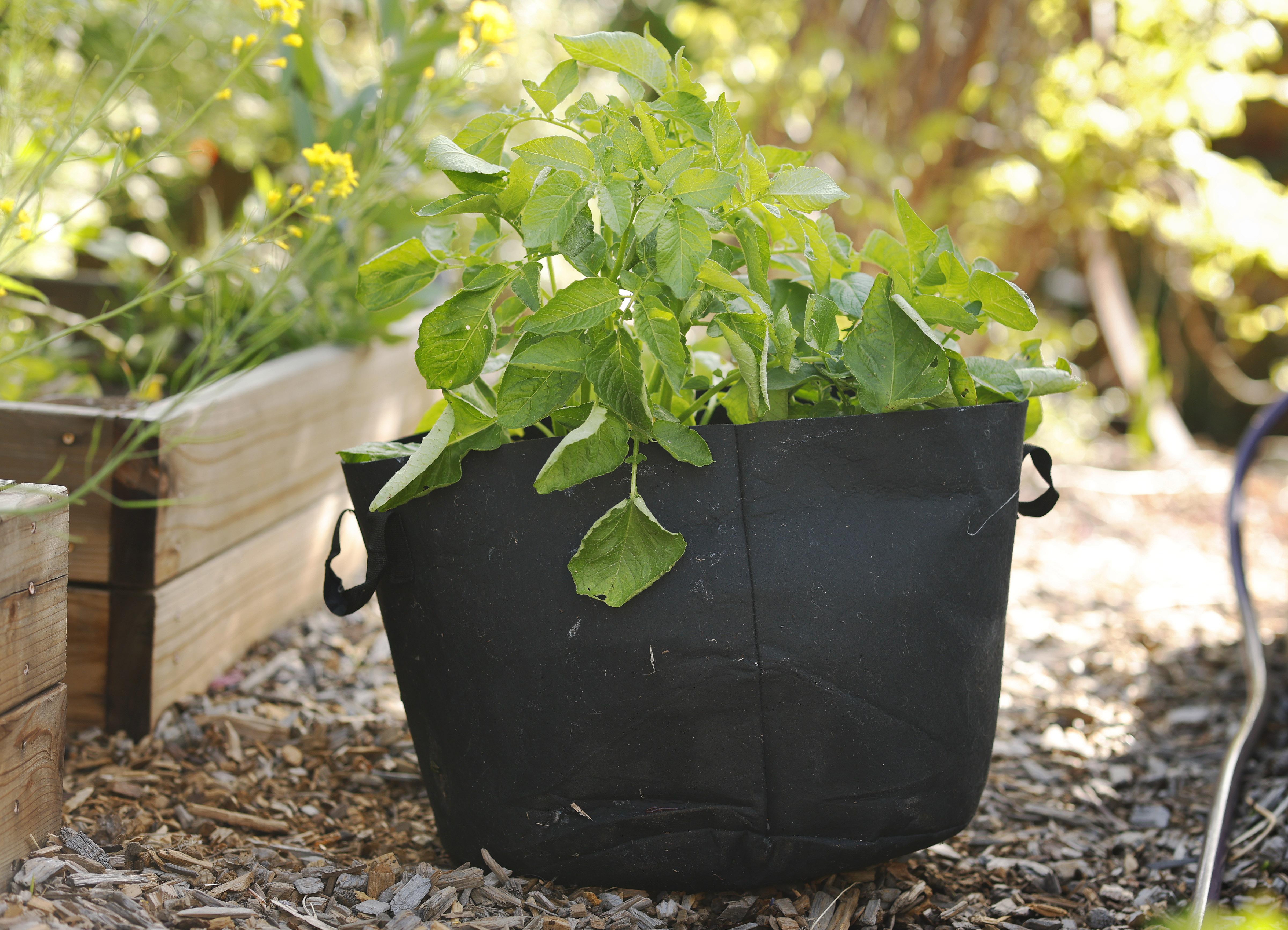 Russet Burbank potatoes grow in a felt bag, a lightweight...