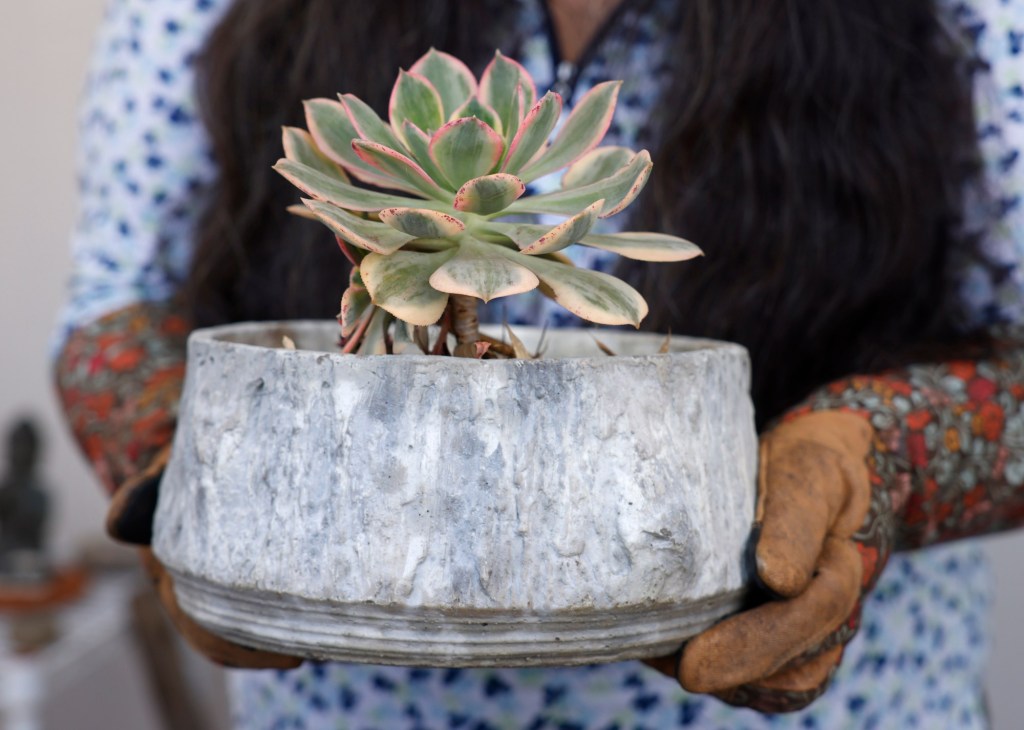 Creating pots of ‘garden gold’ – San Diego Union-Tribune