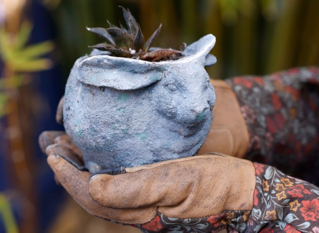 Finding unusual pots can be a part of the fun of a container garden, like this whimsical one housing a Haworthia. (K.C. Alfred / The San Diego Union-Tribune)