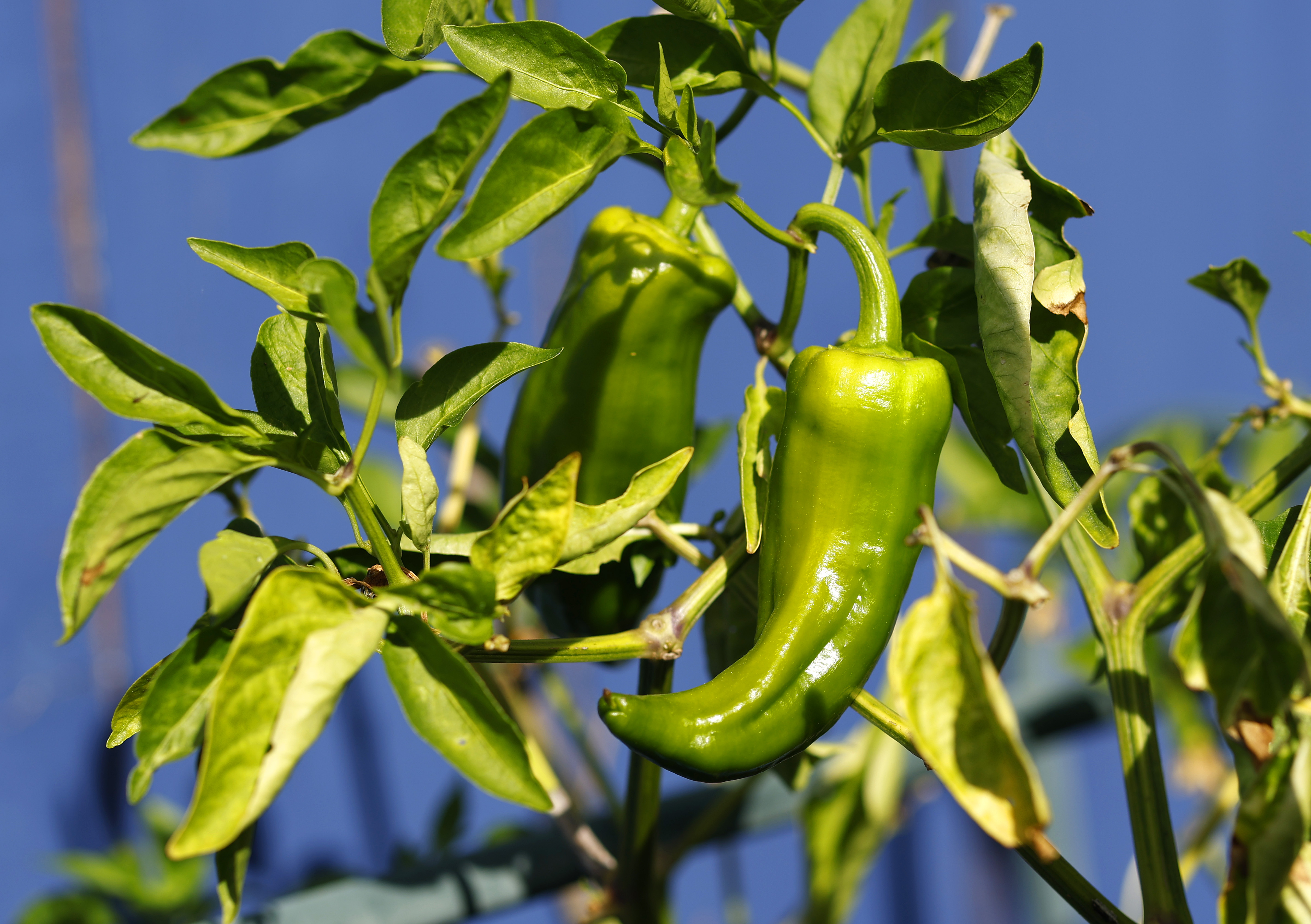Corno di Toro peppers grown in a raised bed. (K.C....