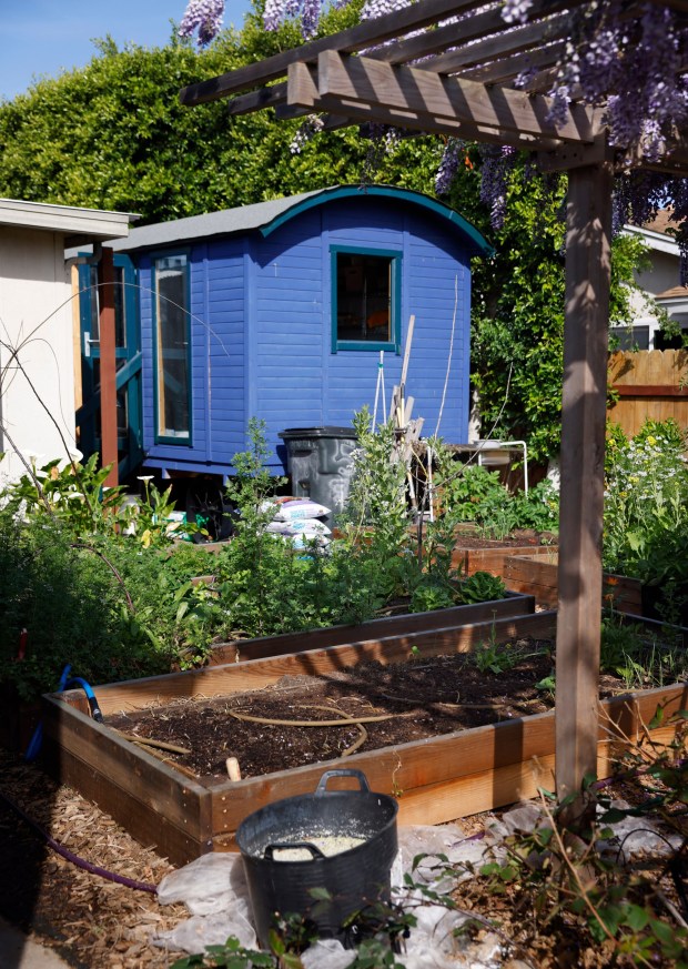 Raised garden beds are are filled with plants and vegetables in the Resendes' backyard. (K.C. Alfred / The San Diego Union-Tribune)