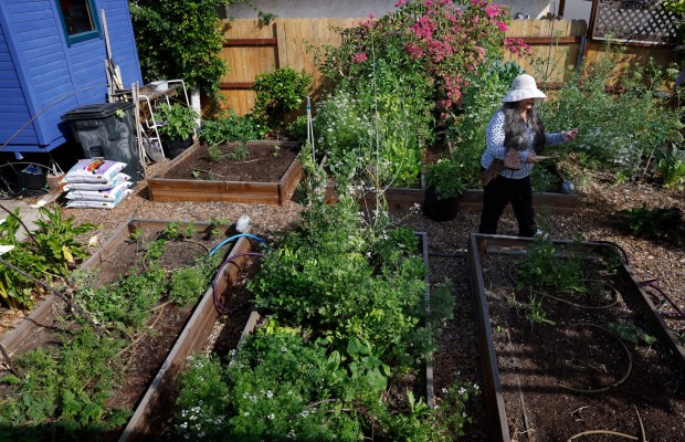 Raised garden beds are filled with vegetables and other plants in Skye Resendes' backyard. She says she fell in love with containers in her 20s. (K.C. Alfred / The San Diego Union-Tribune)