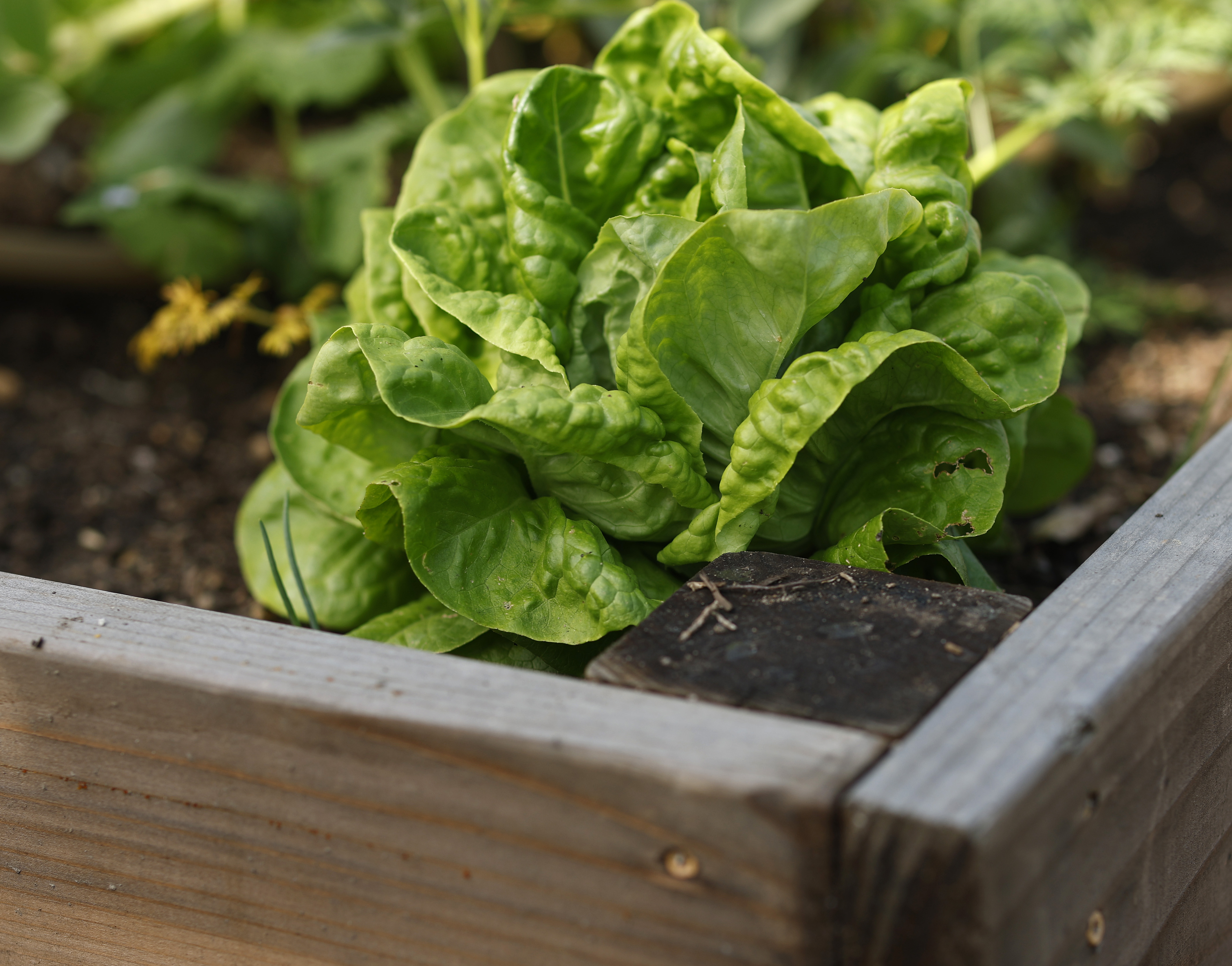 Lettuce grows in a raised garden bed, another form of...