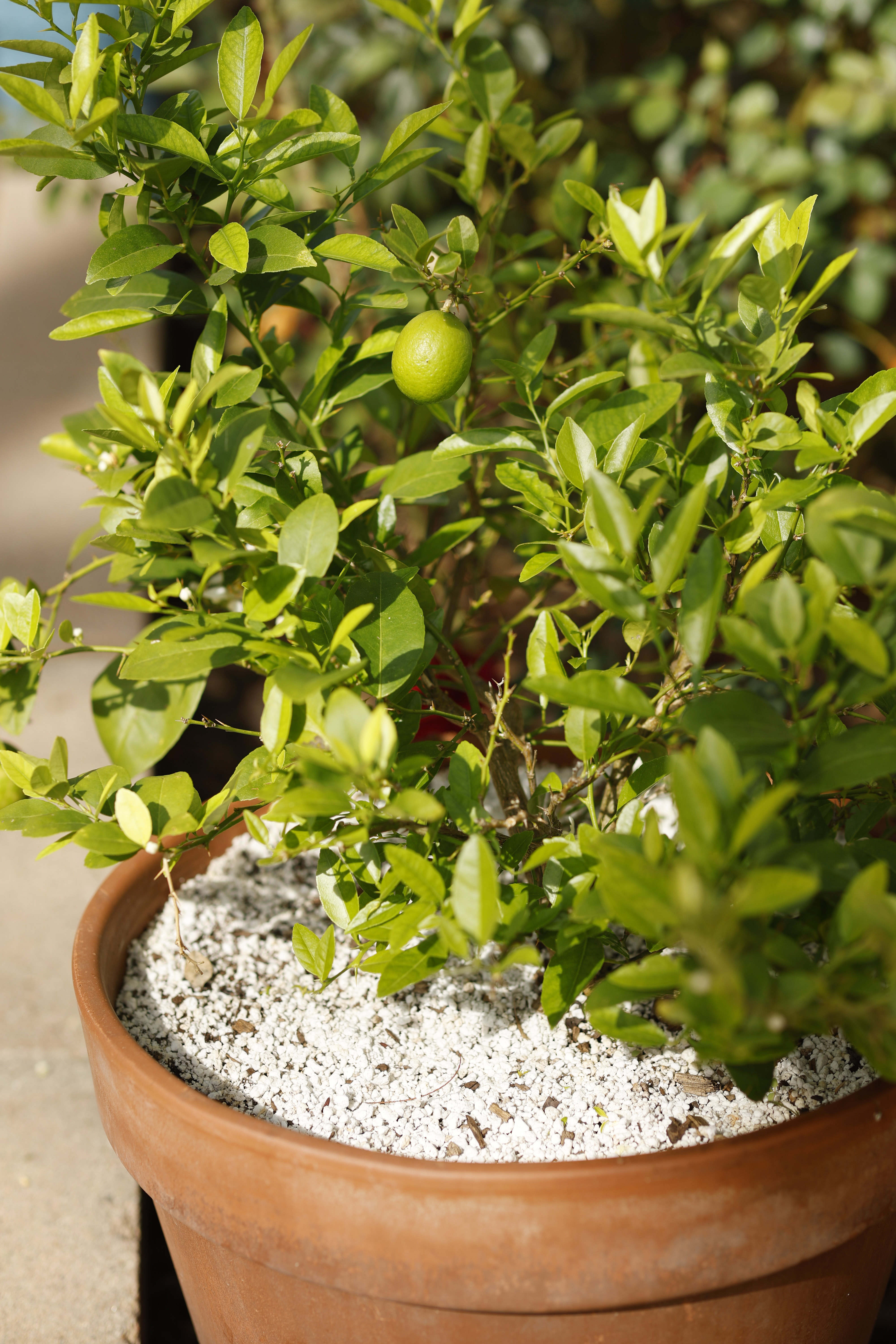 A potted lime tree. (K.C. Alfred / The San Diego...