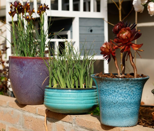 A ledge supports potted plants, from left: 'Raptor Red' iris, 'Eye of the Tiger' iris and Aeonium. (K.C. Alfred / The San Diego Union-Tribune)