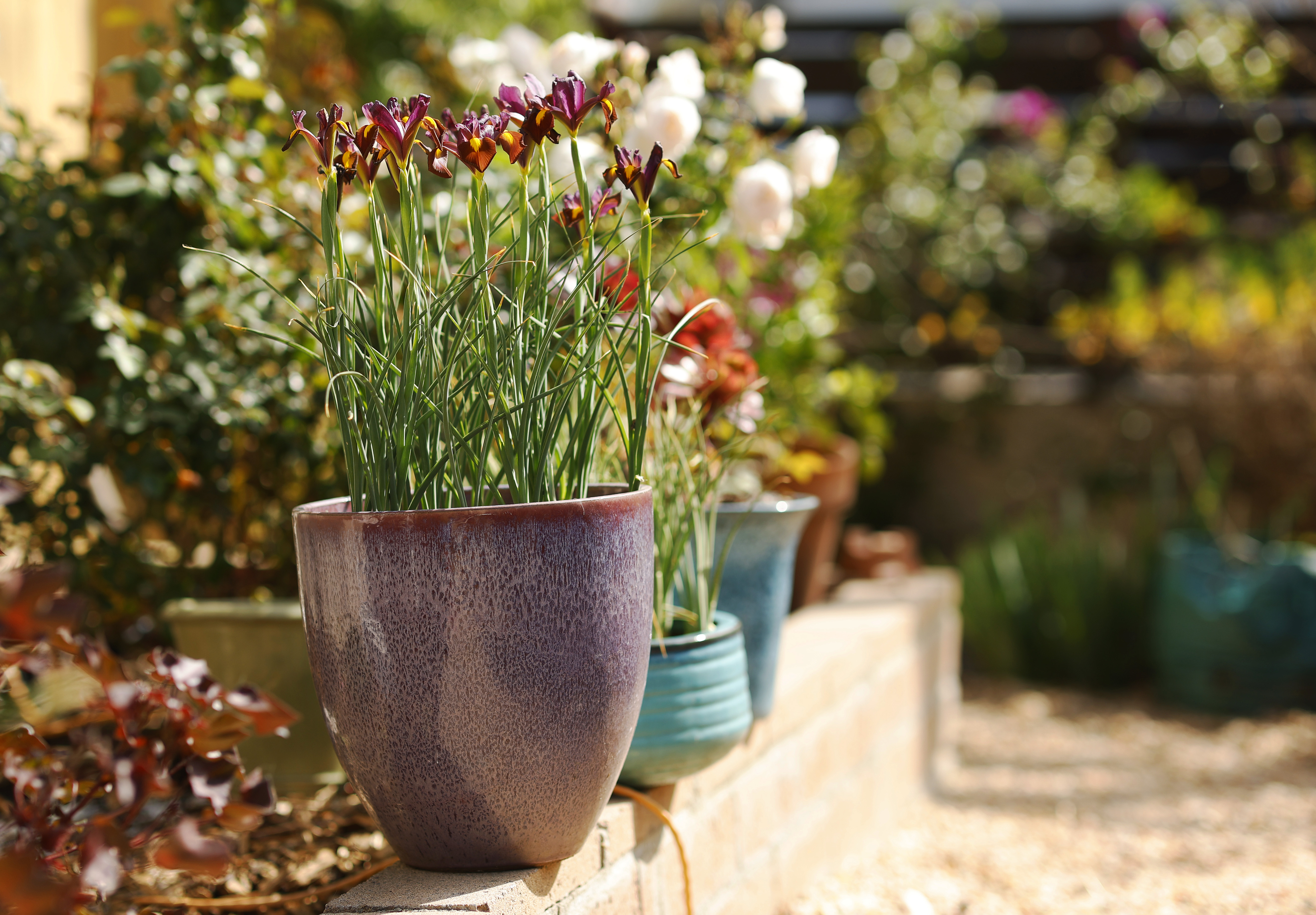 Potted plants perched along ledges add splashes of color. (K.C....