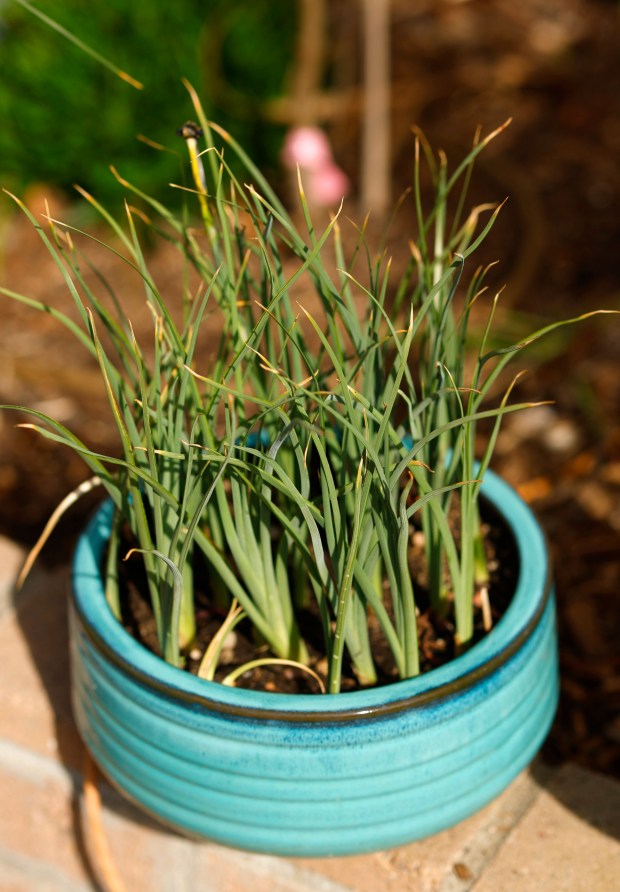 A potted 'Eye of the Tiger' iris. (K.C. Alfred / The San Diego Union-Tribune)