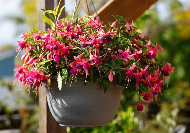 Hanging pots make use of vertical space in a container garden. One popular plant choice is fuchsias. (K.C. Alfred / The San Diego Union-Tribune)