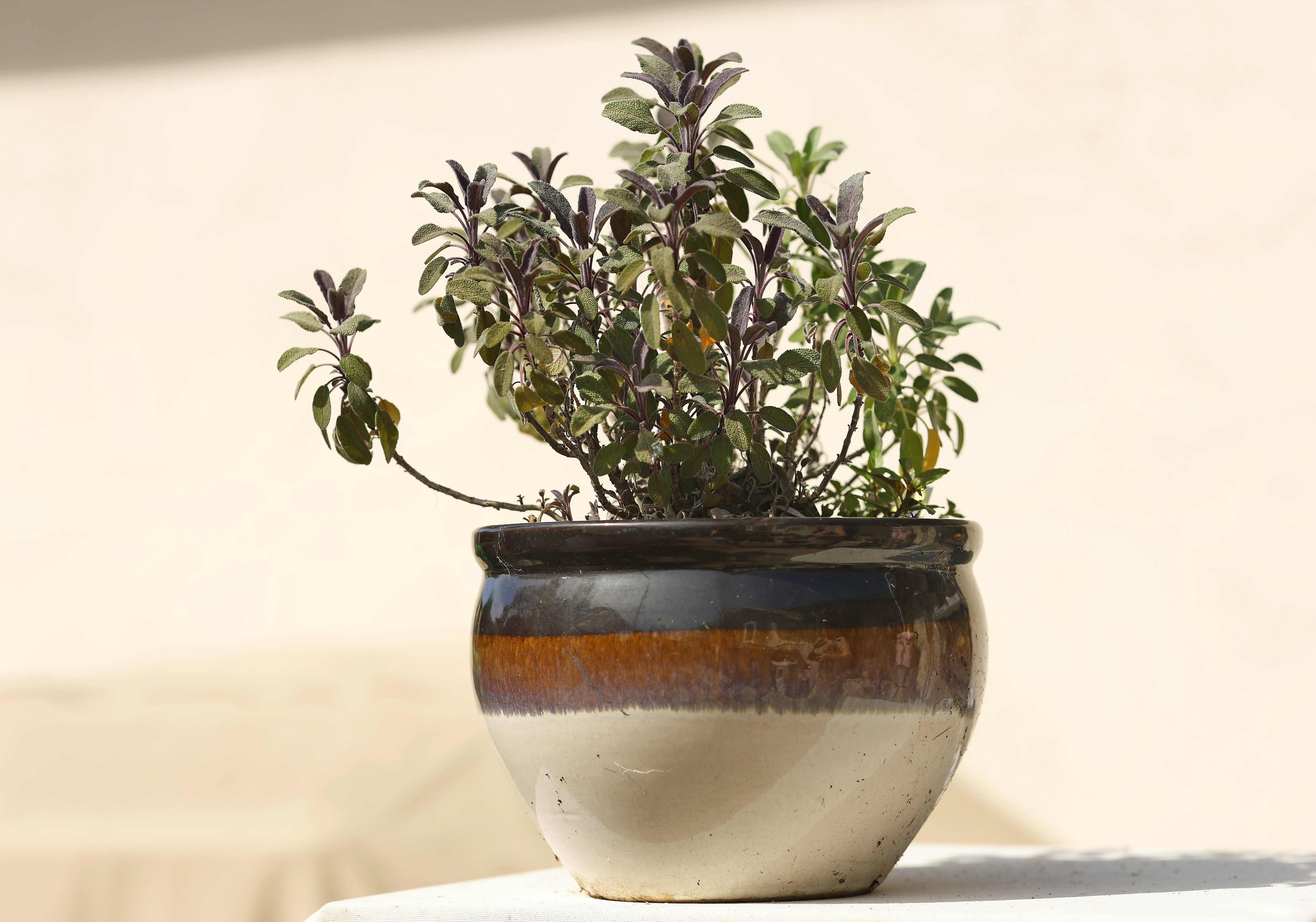 A potted purple sage. (K.C. Alfred / The San Diego...