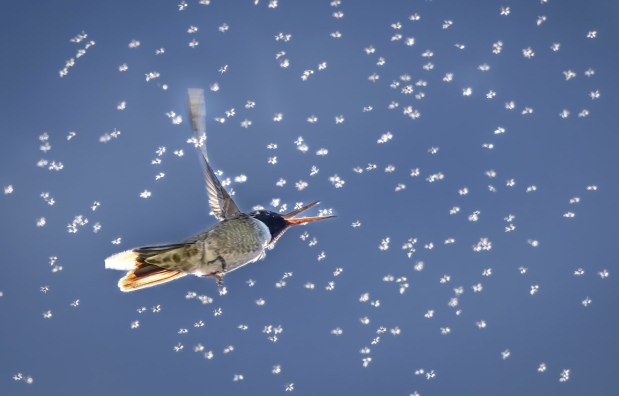 A hummingbird feasts on insects. (Ernie Cowan / For The San Diego Union-Tribune)
