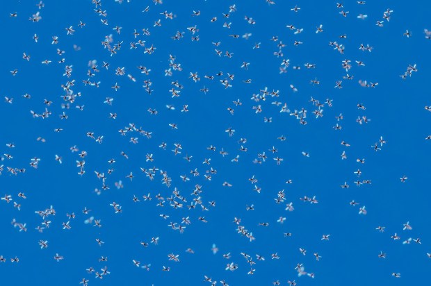 A swarm of midges. (Ernie Cowan / For The San Diego Union-Tribune)