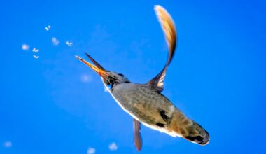 Did you know hummingbirds love to eat insects? – San Diego Union-Tribune