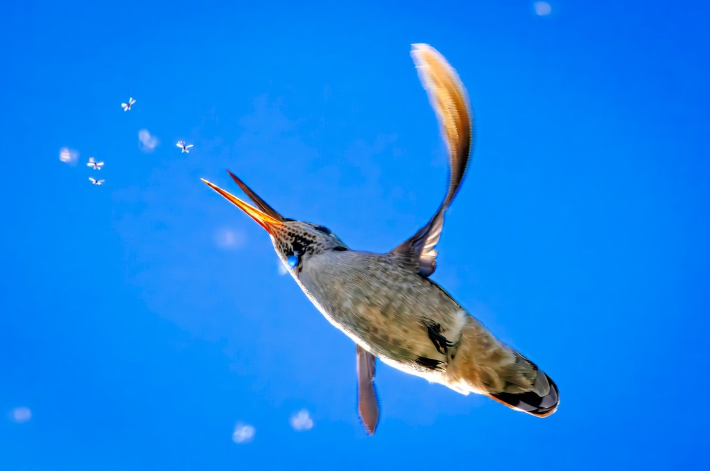 Did you know hummingbirds love to eat insects? – San Diego Union-Tribune