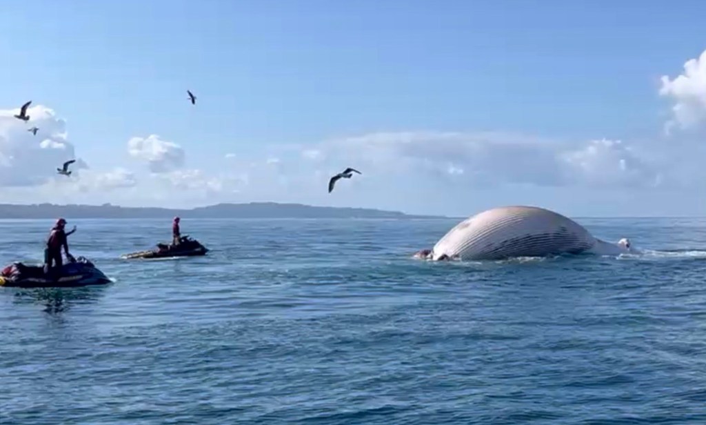 Dead whale floating near Encinitas beach towed out to sea by lifeguards – San Diego Union-Tribune