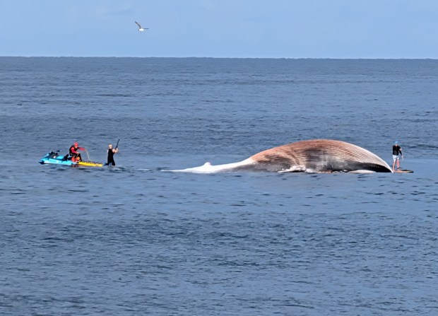 A dead whale was towed away from the Encinitas shoreline by lifeguards on Monday. (Photo by Anthony Garcia)