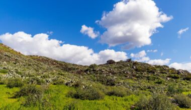 Two venerable San Diego institutions combine forces to seek faster gains in wildlife conservation – San Diego Union-Tribune