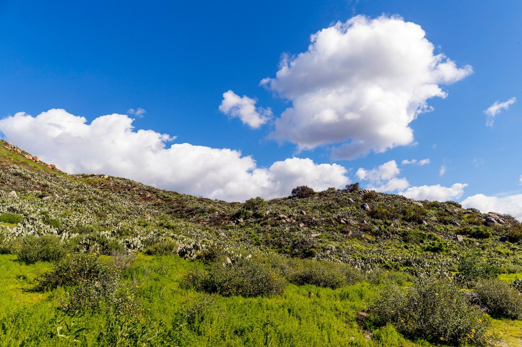 Two venerable San Diego institutions combine forces to seek faster gains in wildlife conservation – San Diego Union-Tribune