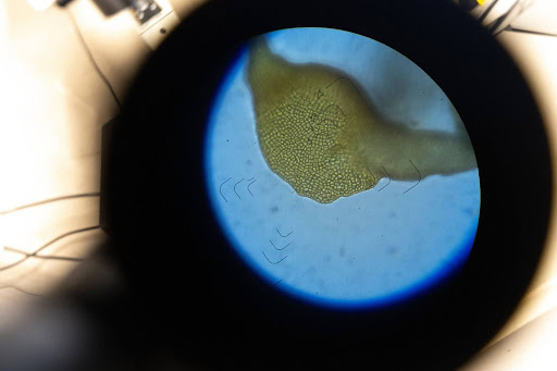 Researchers are working with embryos of giant kelp in the lab at Scripps Oceanography, where experiments are underway to grow kelp from frozen samples. (Erik Jepsen/UC San Diego) 