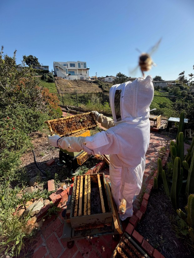 Beekeeper Amy Weinheimer requeening one of her Bay Park bee hives. The feral queen is being replaced with an Italian queen who was mated in Hawaii. (Kira Olsson)