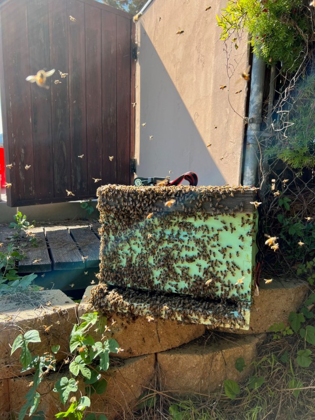 Another successful rescue for the San Diego Bee Sanctuary. These honey bees were living under a pine tree in Bay Ho and now are happily pollinating avocados in Valley Center. (Kira Olsson)
