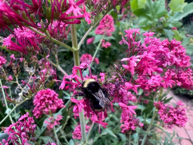 A yellow-faced bumble bee (Bombus vosnesenskii) on red valerian (Centranthus ruber). (Kira Olsson)