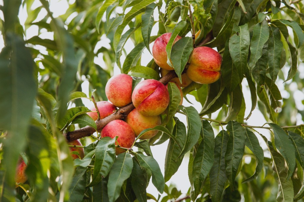 Time to dig into vegetable planting in San Diego County – San Diego Union-Tribune