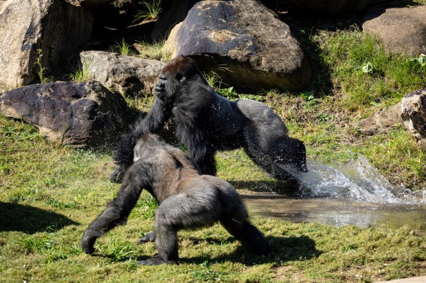Frank, 18, and Njemba, in front, run around their habitat at the San Diego Zoo Safari Park. Njemba and two other male gorillas moved from the Bronx Zoo in late 2024. (San Diego Zoo Wildlife Alliance)