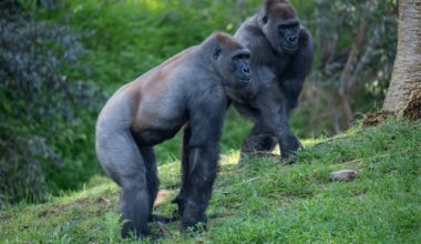 Gorilla bachelor troop at Safari Park now a party of five – San Diego Union-Tribune
