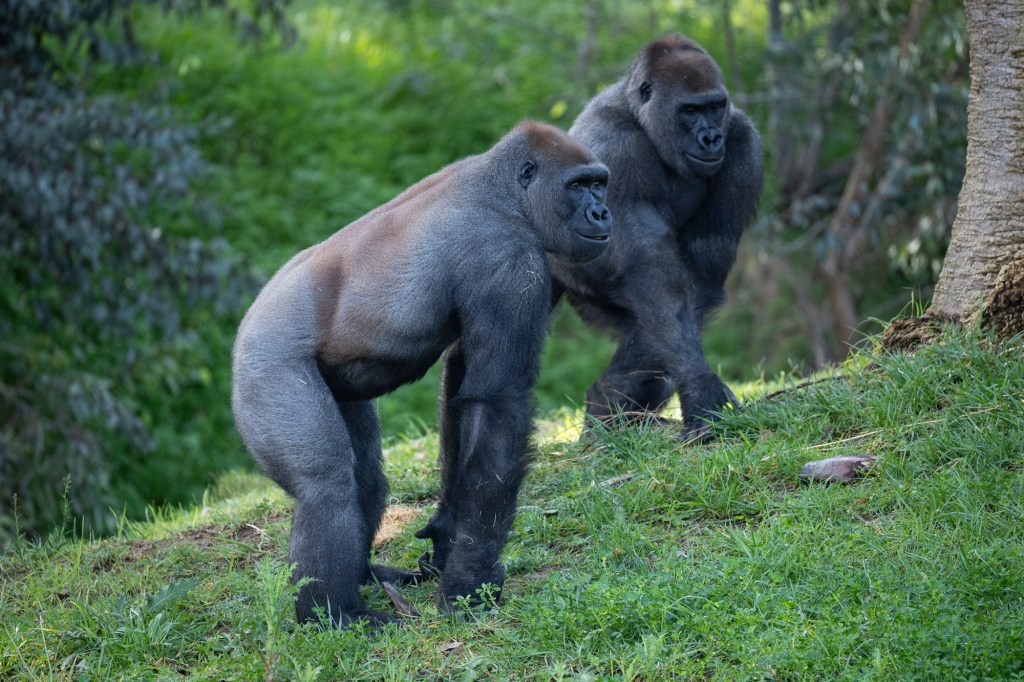 Gorilla bachelor troop at Safari Park now a party of five – San Diego Union-Tribune