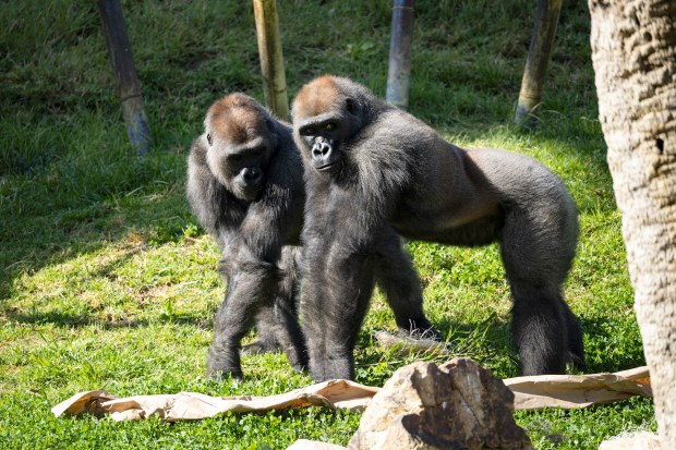 Nejmba, left, and Mokonzi are members of the bachelor gorilla troop at the San Diego Zoo Safari Park. The two and a third gorilla, Mizani, moved to San Diego in late 2024. (San Diego Zoo Wildlife Alliance)