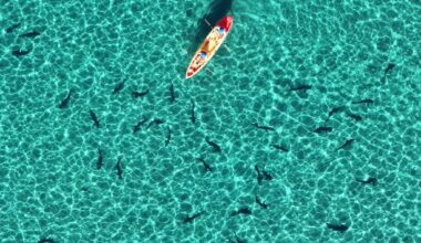 ‘Human intervention’ believed responsible as dozen leopard sharks are found dead on La Jolla beach trail – San Diego Union-Tribune