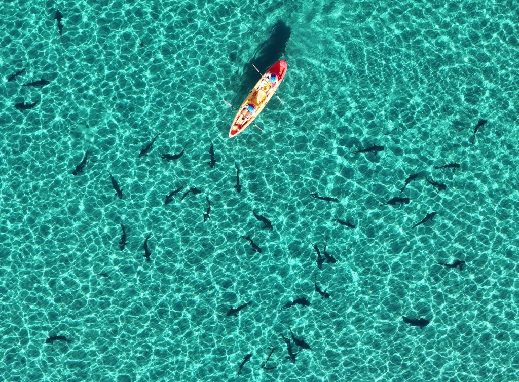 ‘Human intervention’ believed responsible as dozen leopard sharks are found dead on La Jolla beach trail – San Diego Union-Tribune