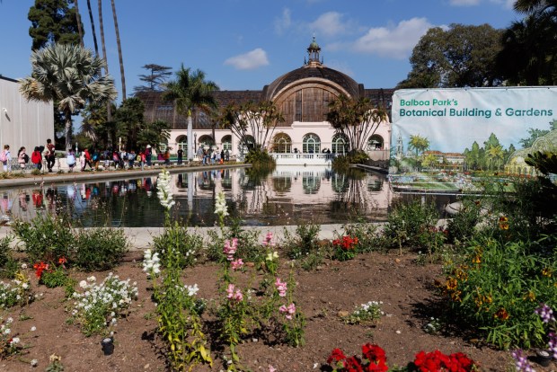 The lily pond, now filled after being drained and cleaned, as seen in Balboa Park on Friday, Feb. 13, 2026.  (Kristian Carreon / The San Diego Union-Tribune)